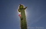 Kaktus Moonvalley